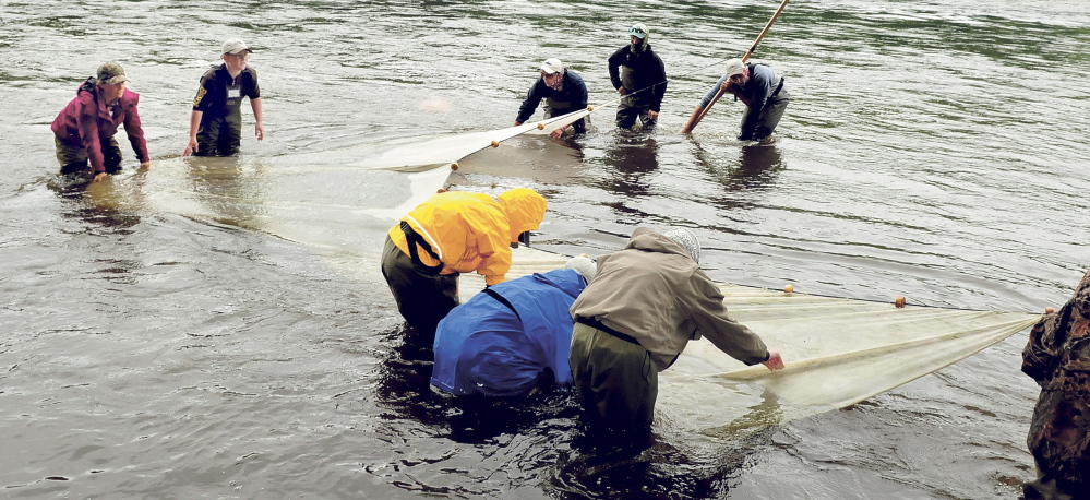 Teenagers use a seine net to try and capture fish in the Kennebec River at the Maine Trout Unlimited Trout Camp in Solon on Thursday.