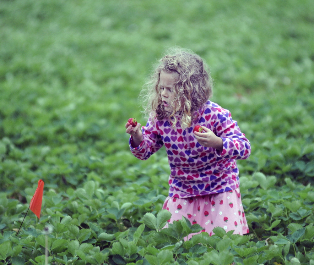 Ayla Neighbors, 5, of Andover inspects strawberries that she picked Thursday at Stevenson’s Strawberries in Wayne.