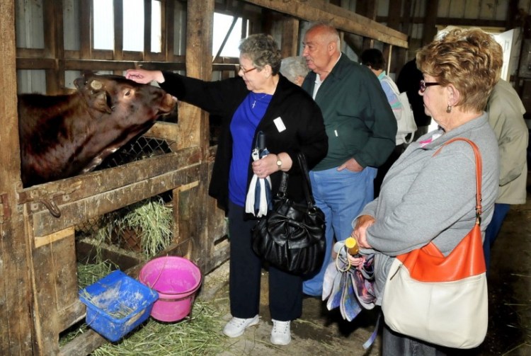 Elaine Miles pets a cow as Bob Ruby and Susan Wierman watch during an educational tour at the Sandy River Farm in Farmington on Wednesday. Agritourism can lead farmers to new sources of revenue and help them engage with customers.