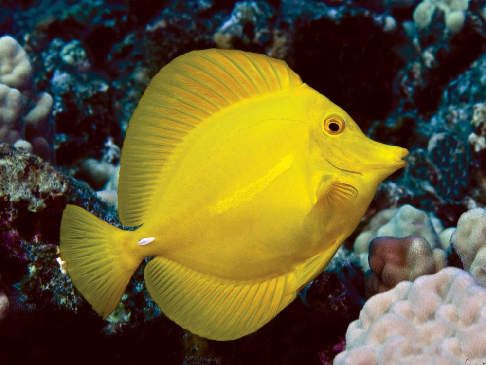 Collectors may sell a yellow tang like this one – the most commonly caught species on Hawaii’s west coast – for about $4. As middlemen add costs to store and ship the tropical fish, it might retail for anywhere between $30 and $60.