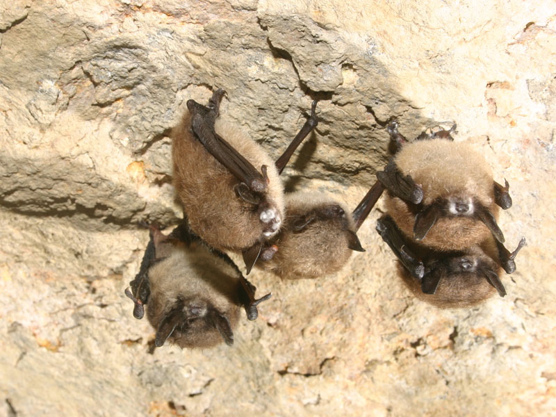 Little brown bats hibernate in a hibernation cave in New York. Most of the bats exhibit fungal growth on their muzzles.