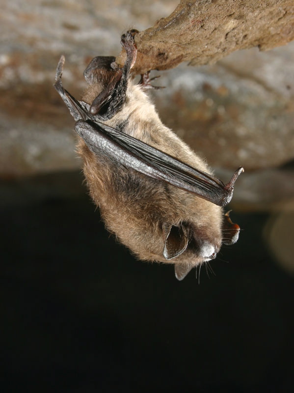 A little brown bat shows signs of white-nose syndrome, which has been wiping out populations of bats in Maine. It’s hard to know how many animals have been lost, scientists say.