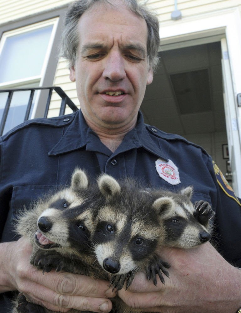 Firefighter John Spofford holds three raccoons he rescued in Peabody, Mass. Spofford, who also owns an auto-repair shop, specializes in rescuing small, orphaned mammals and cares for them until they’re ready to re-enter the wild.