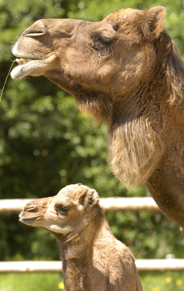 A 44-year-old Saudi Arabian man died in November with Middle East respiratory syndrome, about a month after treating a dromedary camel with nasal discharge, researchers, say. The Associated Press 