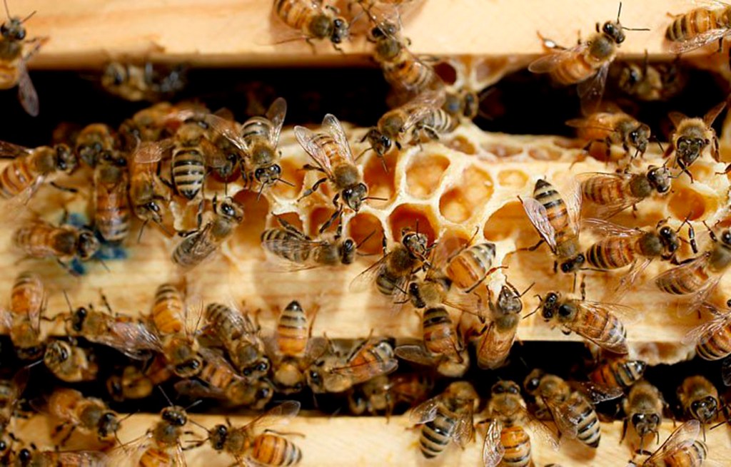 Honeybees work inside one of the hives at the Bayer facility. Corey Lowenstein/The News & Observer