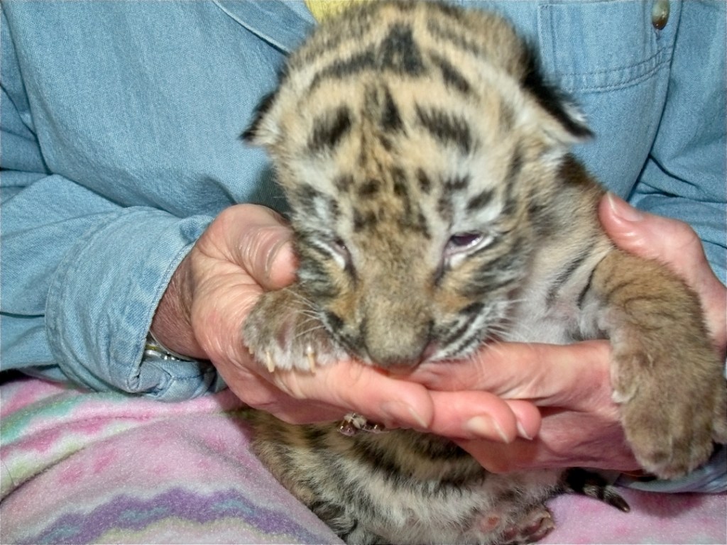 One of three tiger cubs.
