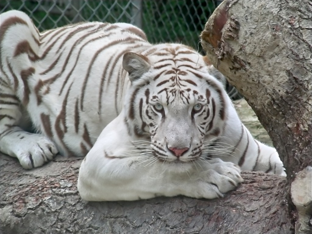 Makeena, a Bengal white tiger and the mother of triplets recently born at a Maine sanctuary.