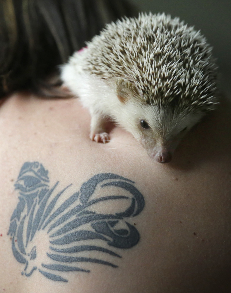 Salvation, a pet hedgehog, rests on Jennifer Crespoâs shoulder near a tattoo that features a likeness of a hedgehog at her home. Hedgehogs are steadily growing in popularity across the United States, despite laws in at least six states banning or restricting them as pets. The Associated Press