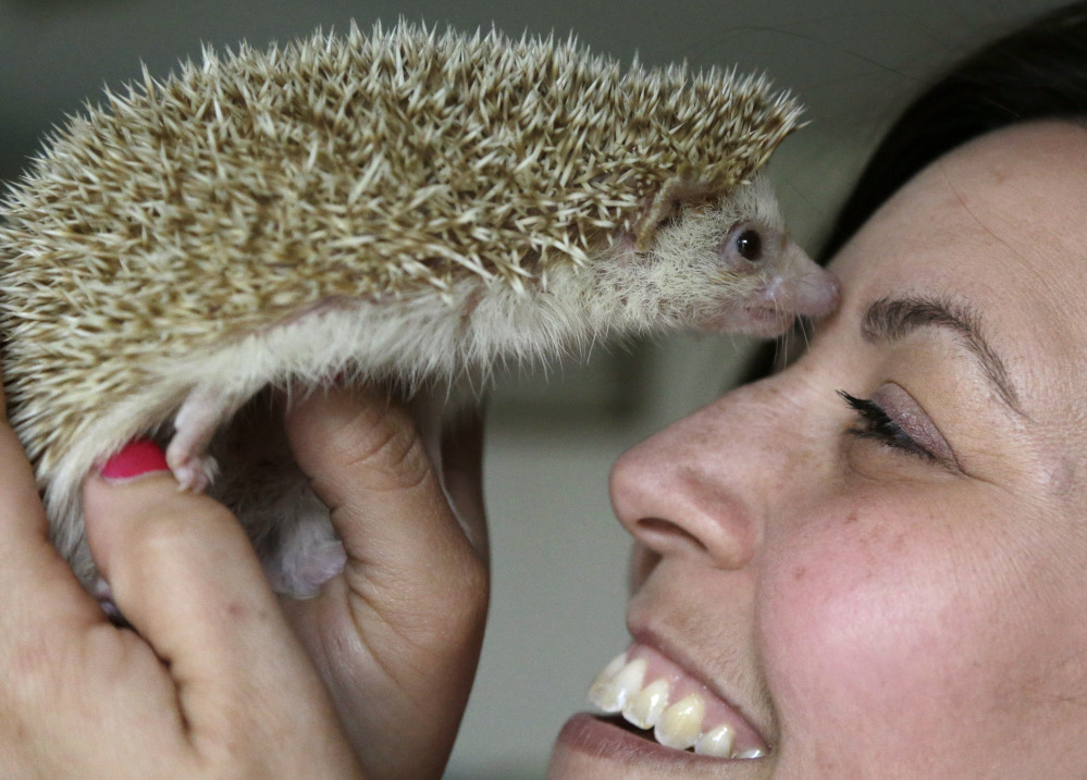 Hedgehog breeder and trainer Jennifer Crespo, of Gardner, Mass., holds Circus, a 1-year-old pet hedgehog, at her home. Nocturnal, and living primarily on insects in the wild, hedgehogs are increasingly becoming popular as household pets. The Associated Press