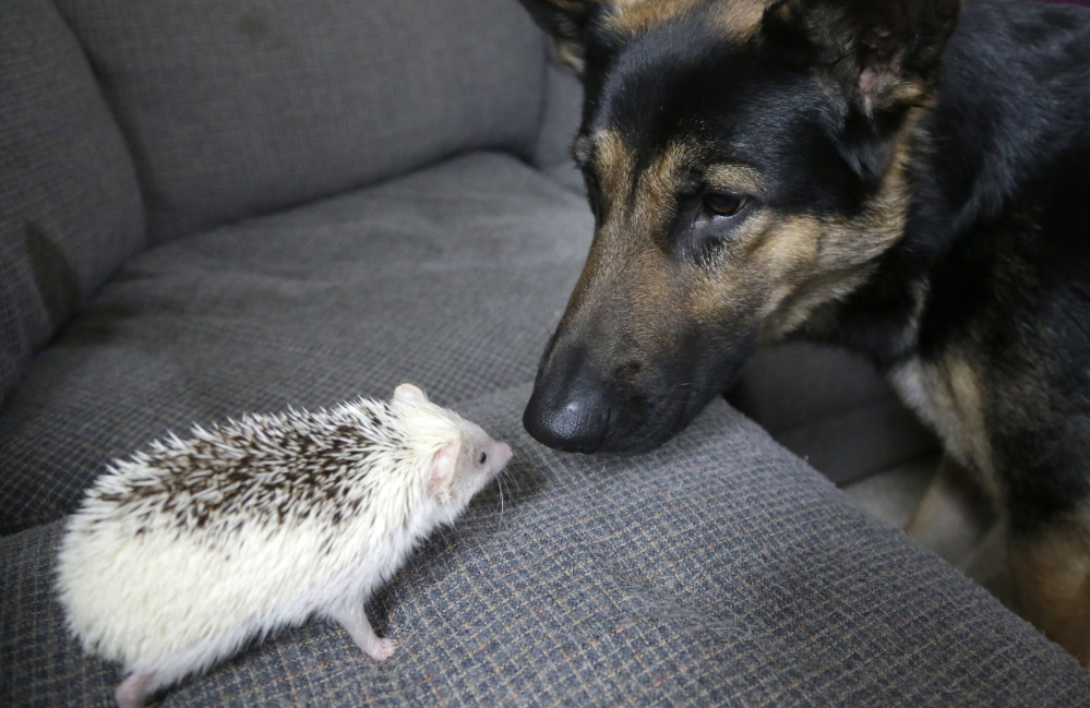 Jambalaya, left, and Ares, a German shepherd, right, face one another at the home of hedgehog breeder and trainer Jennifer Crespo. The Associated Press