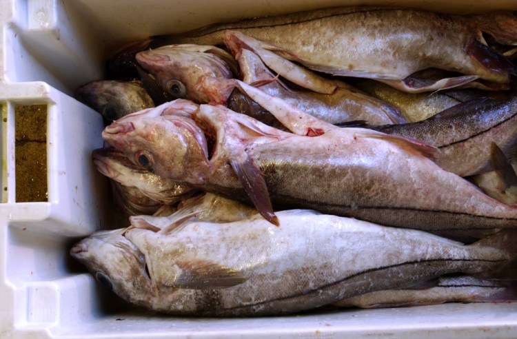 Haddock is a key resource for the Northeast fishery and it is a staple on seafood restaurant menus.
