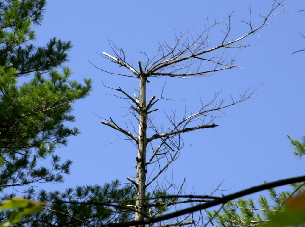 A dead white pine tree is among others on a timber lot in Hollis.