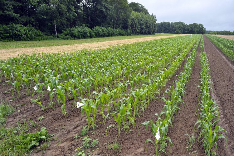 A new field of organic non-GMO sweet corn grows in Dresden, Maine.
Press Herald file photo