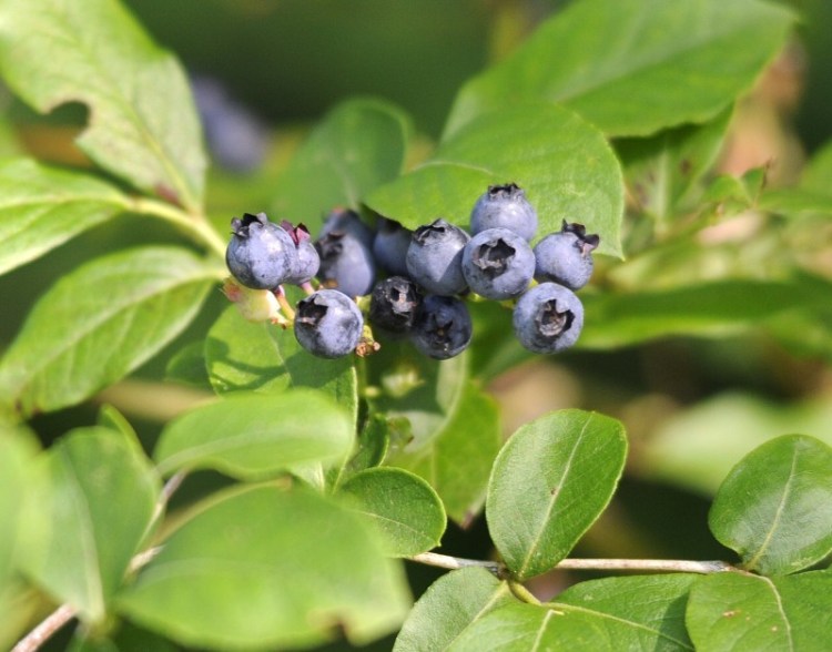 Maine high bush blueberries