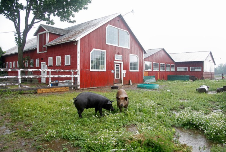 The pigs at Our Farm in Springvale on Open Farm Day in July.