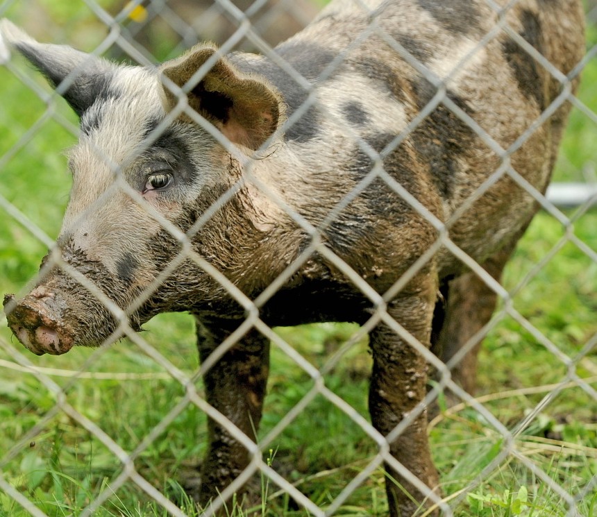 A 4-month-old pig adjusts to captivity after eight weeks of roaming the Oakland area. The town animal control officer and an expert from the U.S. Department of Agriculture captured the animal Tuesday by using bait and a trap. Michael G. Seamans / Central Maine Newspapers