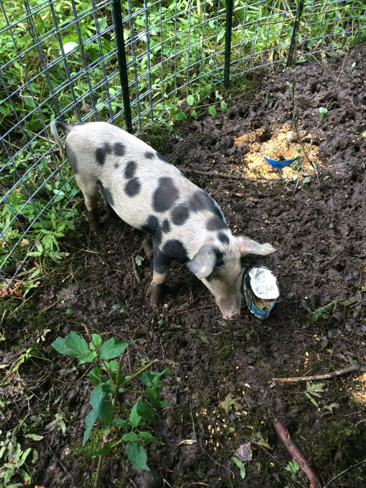 A domestic pig that escaped from its pen on an Oakland farm has been captured after several incidents in which it harassed people on a walking trail. Contributed photo