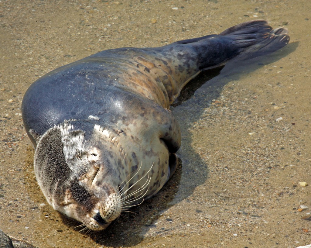 The seal, estimated to be three months old, rests on sand in Back Cove on Tuesday. It was later euthanized because it was too ill to be taken to an out-of state rehab facility.