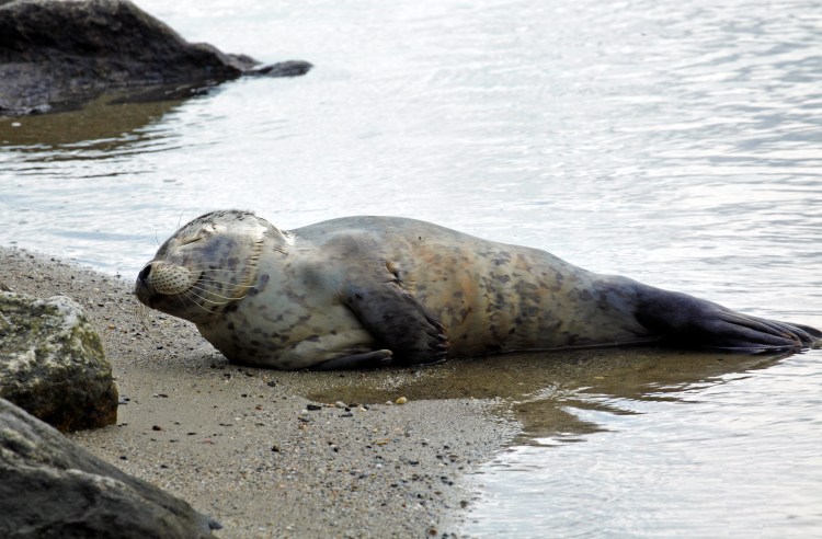 The young harbor seal rests on sand on the shore of Back Cove near the Franklin Street exit of Interstate 295 in Portland.