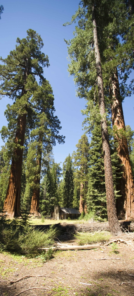 Giant sequoias, among the oldest living organisms in the world, tower over the land at California’s Yosemite National Park.