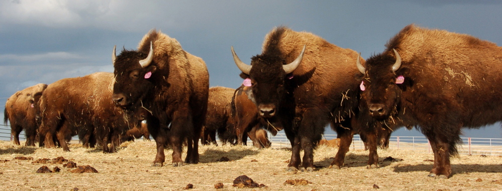A bison herd is shown on the Fort Peck Reservation near Poplar, Mont. While some would like to see bison reintroduced to more areas of the United States, the idea worries some cattle ranchers who fear disease and competition for grazing lands.