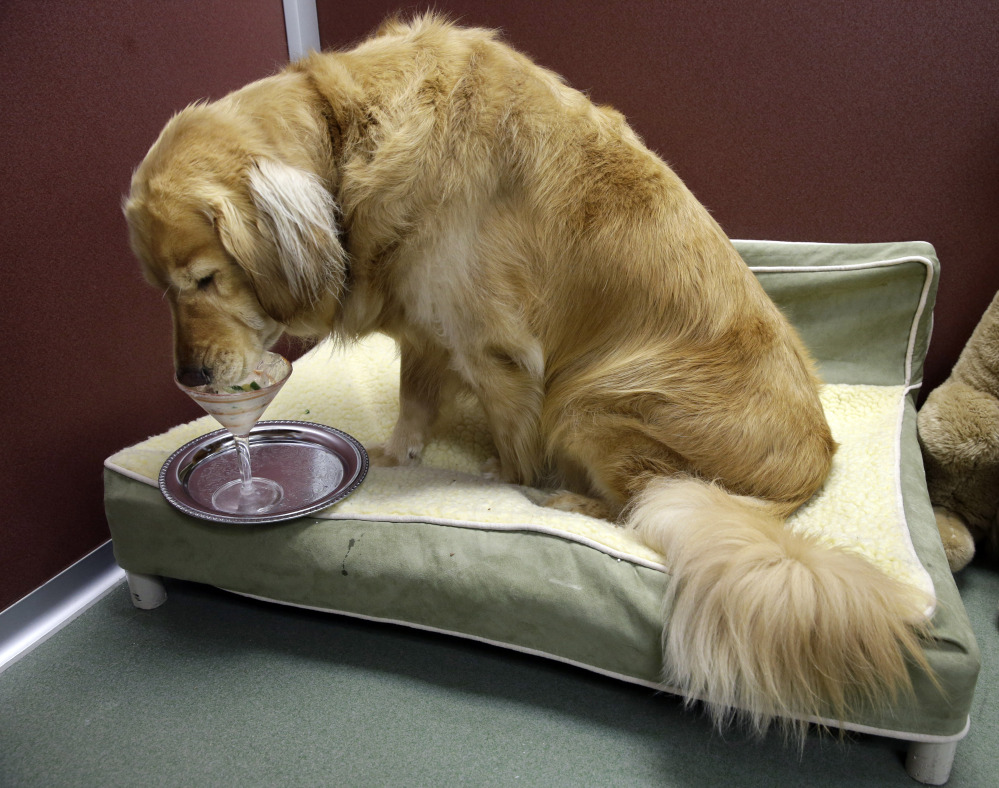 Golden retriever Ceili has a healthy snack after exercising on a treadmill for dogs at the Morris Animal Inn last month in Morristown, N.J.
