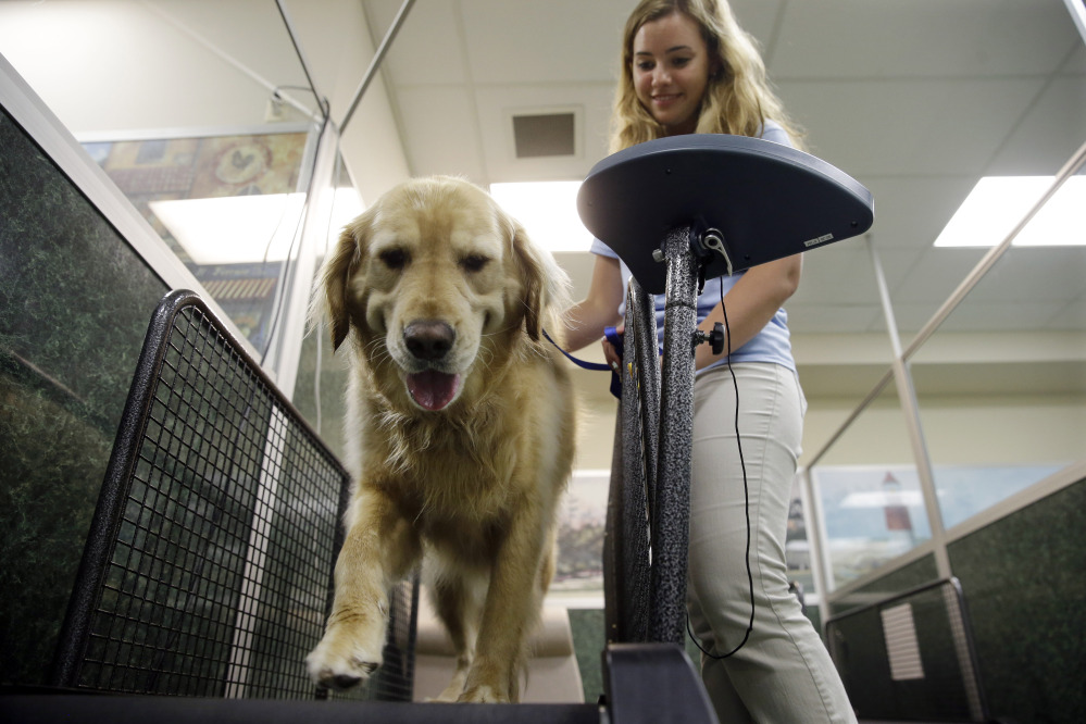 Staff worker Kelli Quinones walks golden retriever Ceili on a treadmill for dogs at the Morris Animal Inn last month in Morristown, N.J. Female goldens are supposed to weigh 55 to 70 pounds but overweight Ceili weighs 126 pounds.