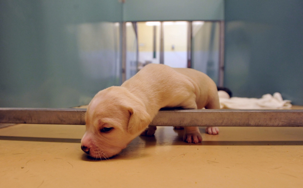 New puppies wait in pen at the Humane Society Waterville Area Wednesday.