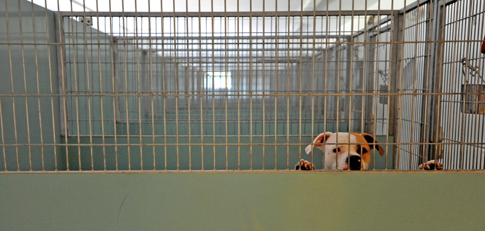 A lone dog peeks over the top of his cage at the Waterville animal shelter on Wednesday.