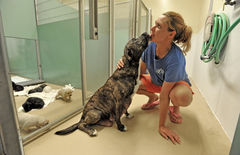 Katrina Lavoie, senior dog technician at the Humane Society Waterville Area on Webb Road gets a kiss from Mama, a Lab mix with nine puppies, on Wednesday. The shelter reponed Tuesday after for two months because of a ringworm outbreak.