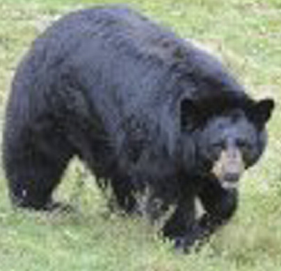 A black bear roams an enclosure at the Maine Wildlife Park in Gray in this 2012.