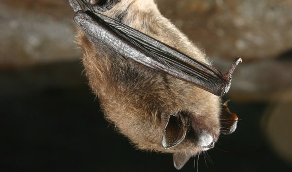 A disease called white nose syndrome has wiped out bat populations in nearby states and is threatening them in Maine.