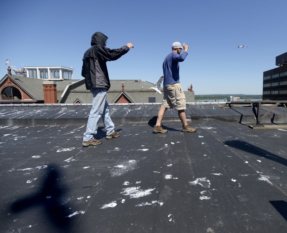 Dr. Noah Perlut, right, a UNE researcher, walks up to a seagull nest on the rooftop of MECA along with UNE student Chris Watt as they study the habits of urban seagulls in Portland.