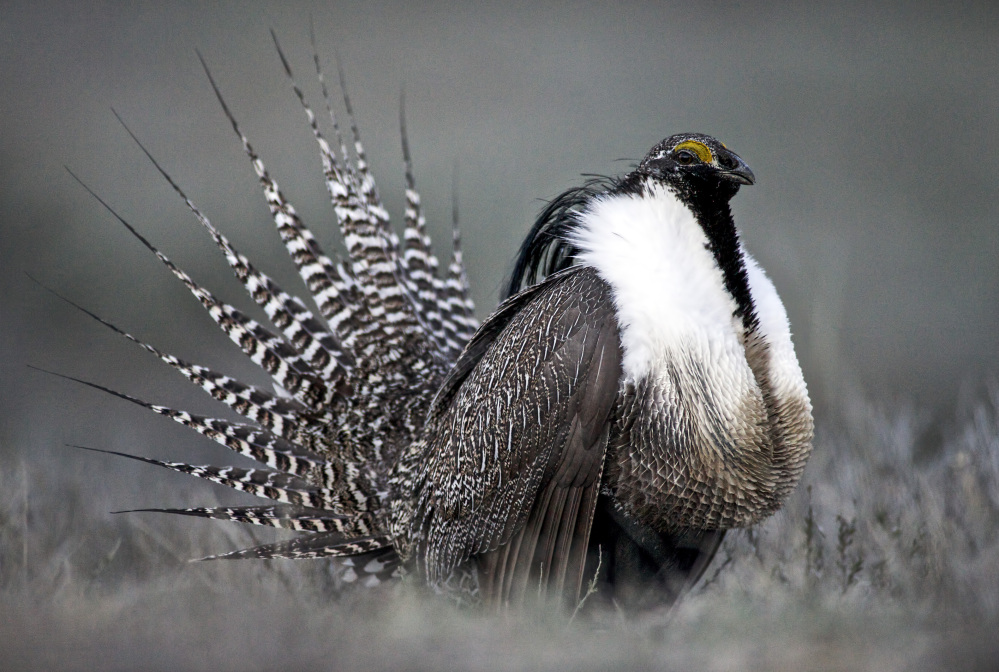 A Gunnison sage grouse with tail feathers fanned is shown near Gunnison, Colo. Federal land managers have declared 400,000 acres off limits to protect this bird. With the federal government considering listing the greater sage grouse as an endangered species next year, that obscure bird, best known for its mating dance, could help determine whether Democrats or Republicans control the U.S. Senate in November. Doing so could limit development, energy exploration, hunting and ranching on the 165 million acres of the bird’s habitat across 11 Western states. 