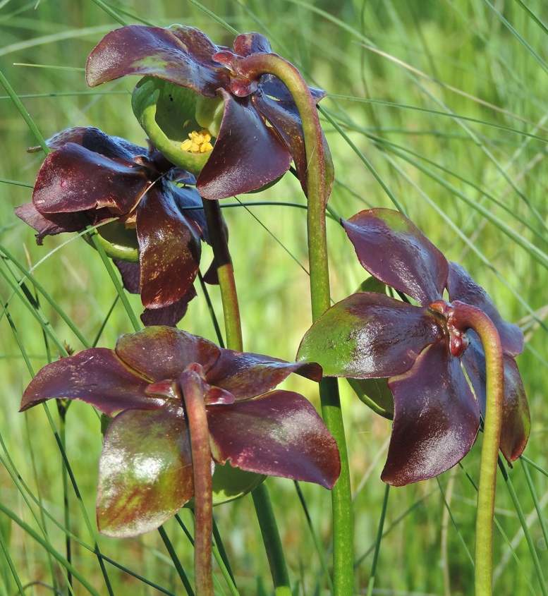Pitcher plants are carnivorous, trapping insects in their sticky tubed leaves.
