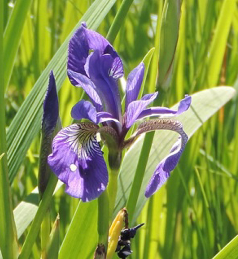 The blue flag iris pops through the green marsh grasses during a Long Pond paddle.