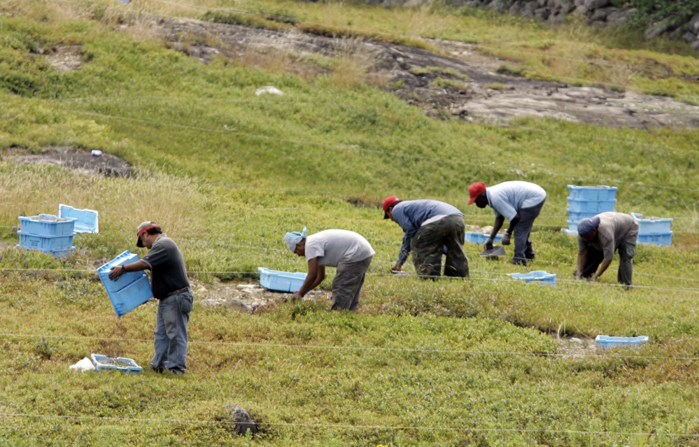 Workers rake blueberries in a Maine field.