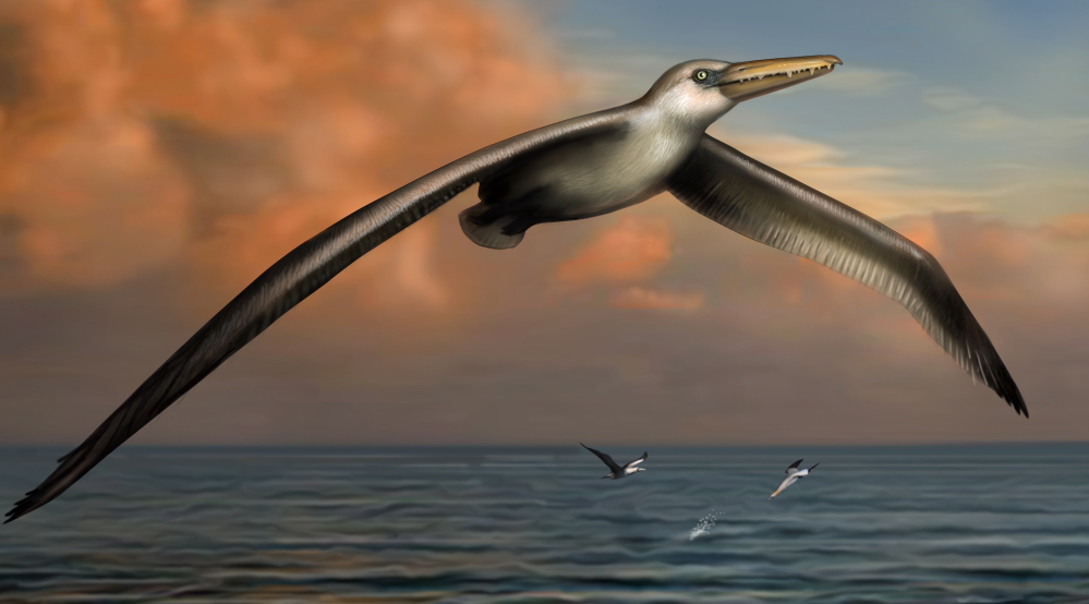 A rendering of the world’s largest-ever flying bird