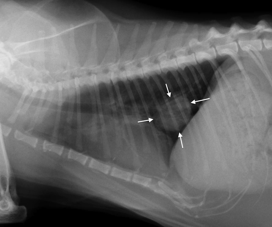 This image provided by Cummings School of Veterinary Medicine shows a chest X-ray of a cat with lung carcinoma indicated by white arrows.