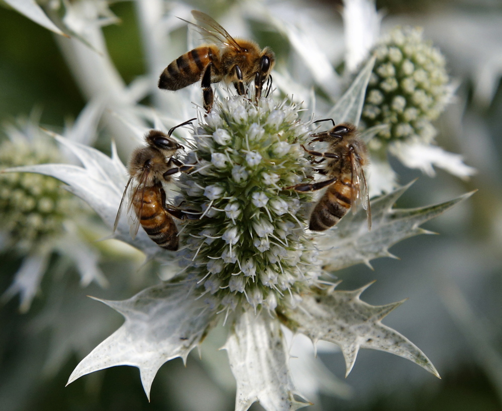 Neonicotinoid insecticides, which may be causing die-offs in various bee populations, may also be contributing to higher rates of death among birds, a Netherlands study says.