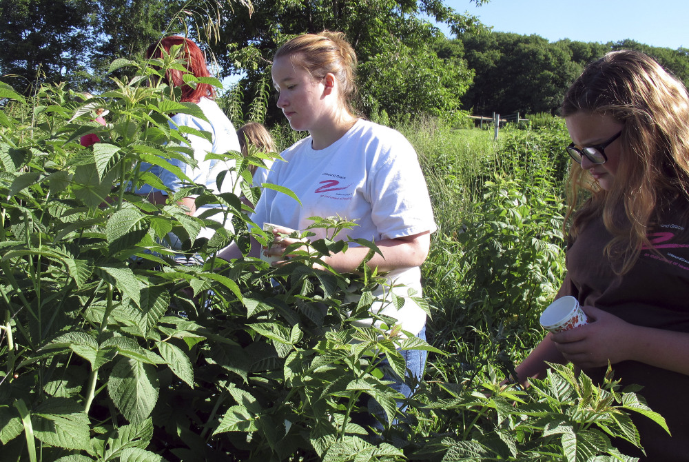 Marie Bayer, center, 18, and Abigail Bluteau, right, 12, pick raspberries at a summer camp run by the nonprofit Unbound Grace in Starksboro, Vt.