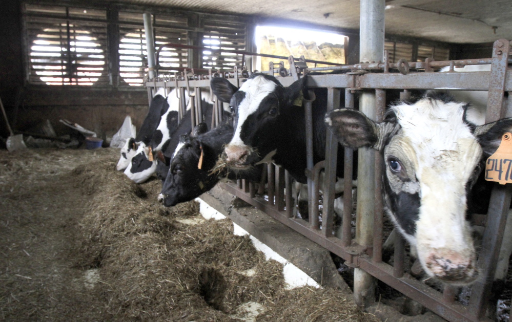 Holsteins eat at a farm in Braintree, Vt. The cooperative Dairy Farmers of America will settle allegations of trying to monopolize the market for raw milk in the Northeast.
