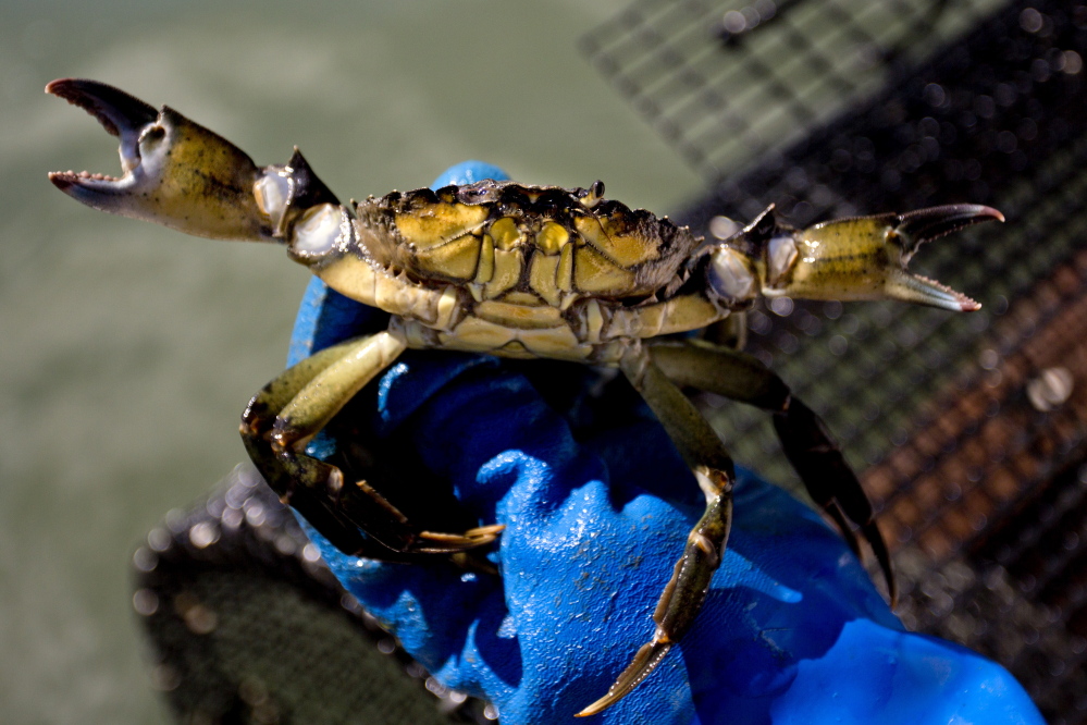 Green crabs prey on soft-shell clams and wreak havoc on eelgrass, a marine plant that helps maintain water quality. To reduce the population of the crustaceans, state regulators should approve changes to ill-thought-out rules that actually protect the invasive species.