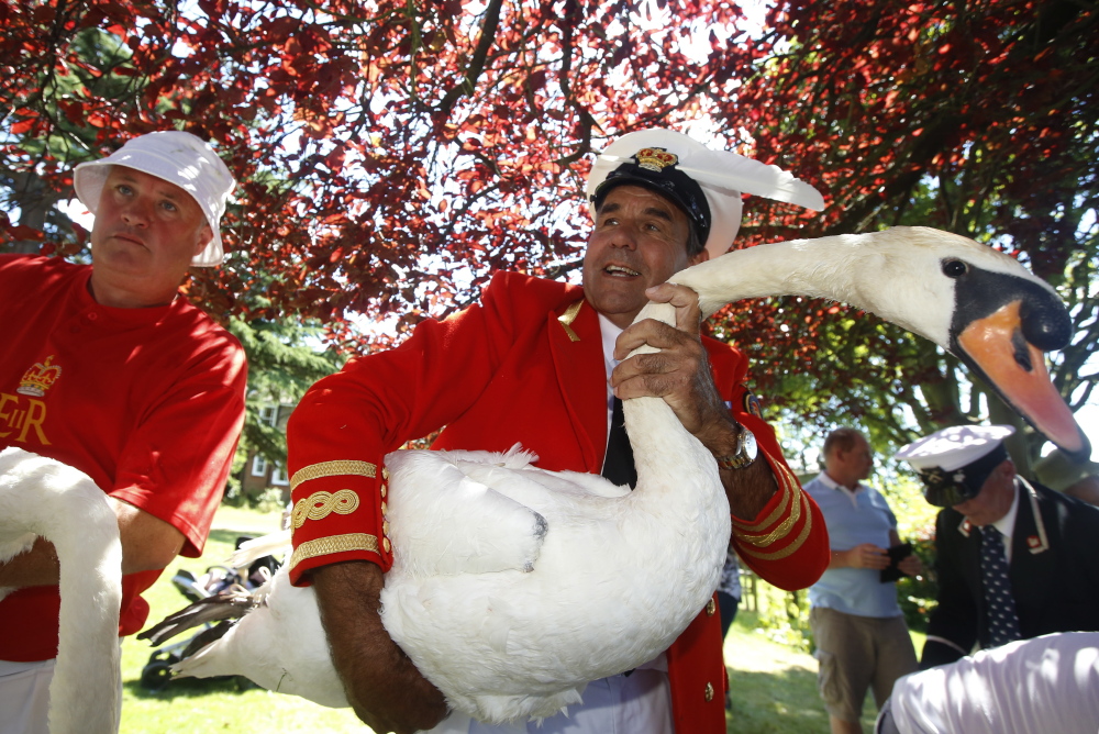 The Queen’s Swan Marker David Barber carries a swan back to the river during the annual swan upping on the River Thames near Windsor, England, on Monday.