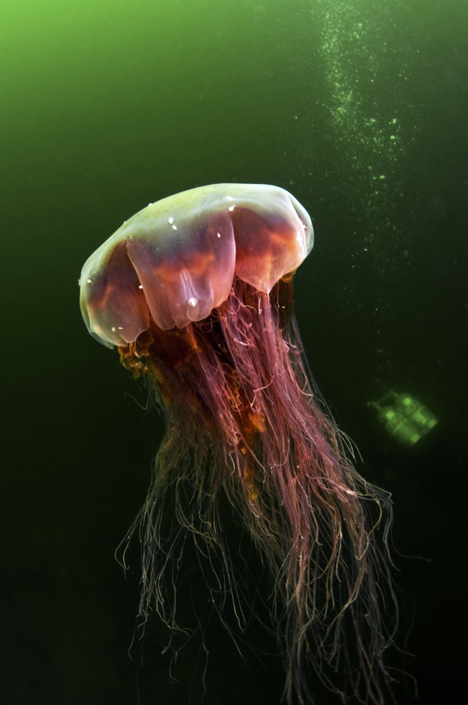 Of the three types of jellyfish typically found in Maine, only lion's mane is harmful to humans. Usually red or dark purple, the jellyfish deliver a sting that is similar to a bee sting, but lasts longer.