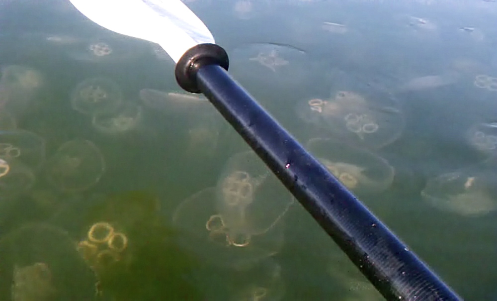 A frame grab taken from a video by USM student Amy Santiago shows a large group, or smack, of moon jellies. Santiago took the video about a month ago while kayaking off the Wolfe’s Neck area in Freeport.