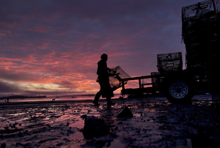 A lobsterman loads traps onto a trailer at sunrise in Falmouth. 