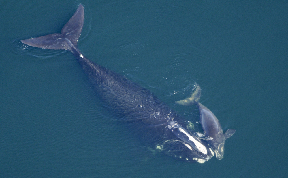 Whale experts say north Atlantic right whales, like this one swimming with a calf in the Atlantic Ocean off Florida, might be harmed by the use of sonic cannons to help identify new oil and gas deposits in federal waters along the Eastern Seaboard.