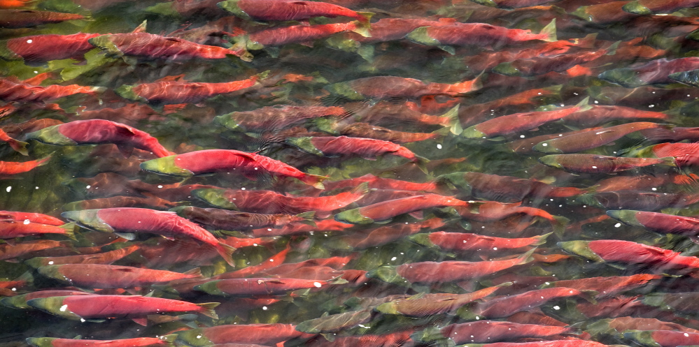 Sockeye salmon swim in a river in the Bristol Bay, Alaska, watershed, home to the world’s best wild salmon run.