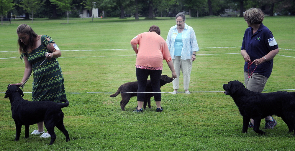 Handlers show Labrador retrievers Sunday during the Acadia Belgian Shepherd Dog Club show at Capitol Park in Augusta.